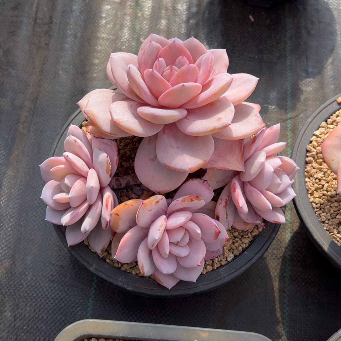 k***5奶茶11111111111111111111