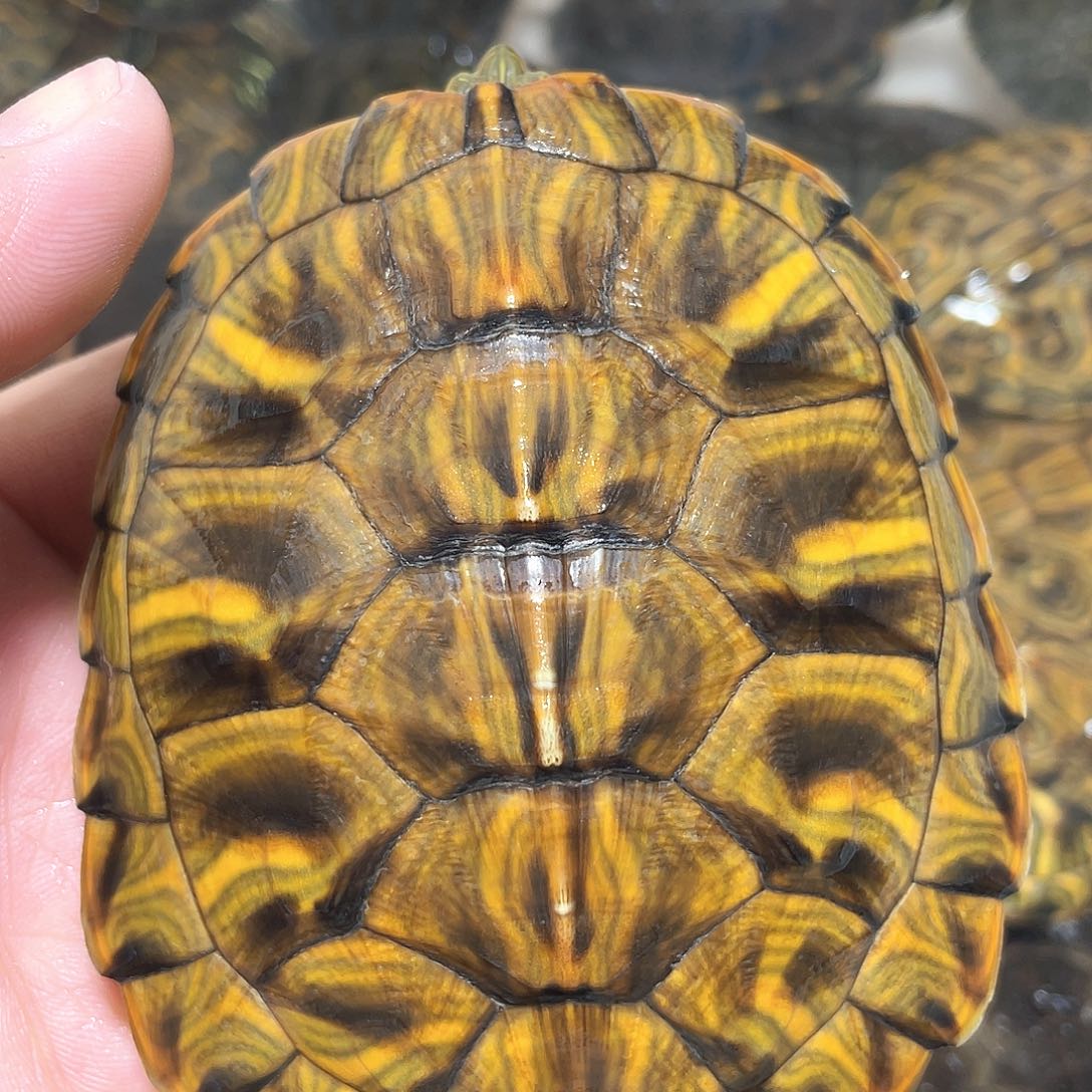 宠物龟不分公母9.9