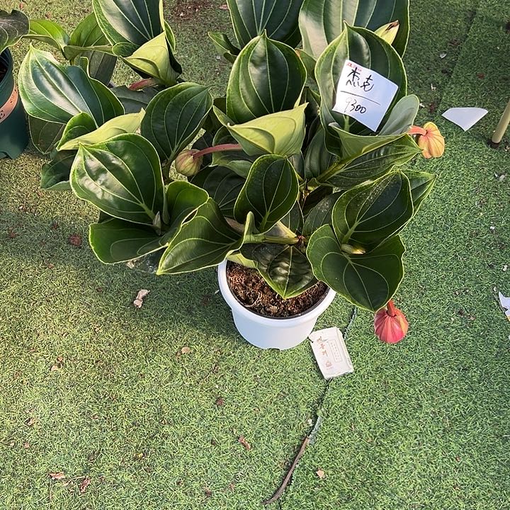 杰***克少量花朵（建议范围：2朵-5朵 或40%以下）