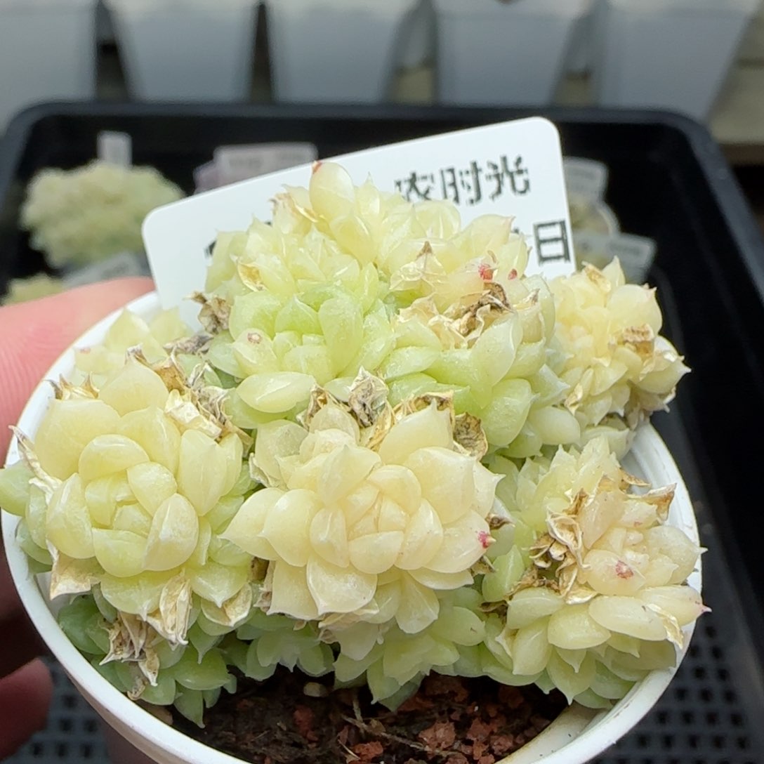 0121-119珠光麦秆