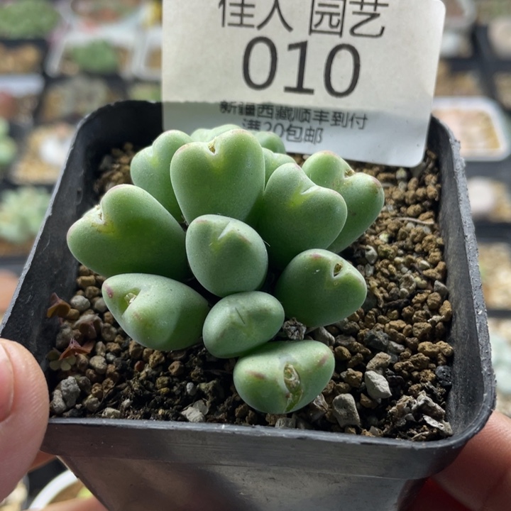 佳人园艺老周多肉上福利啦将010