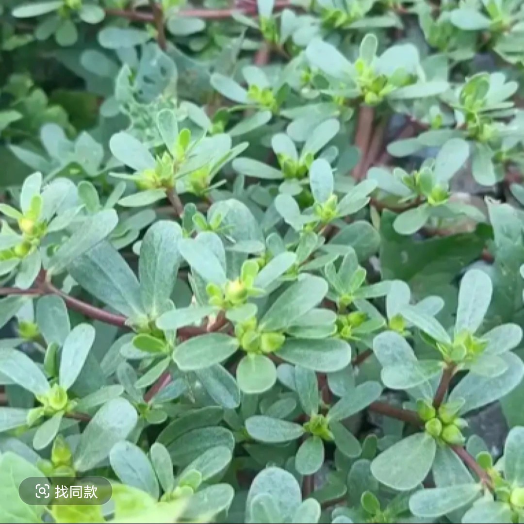 【3斤马齿苋】现拔现发 北京本地菜 荠菜野菜