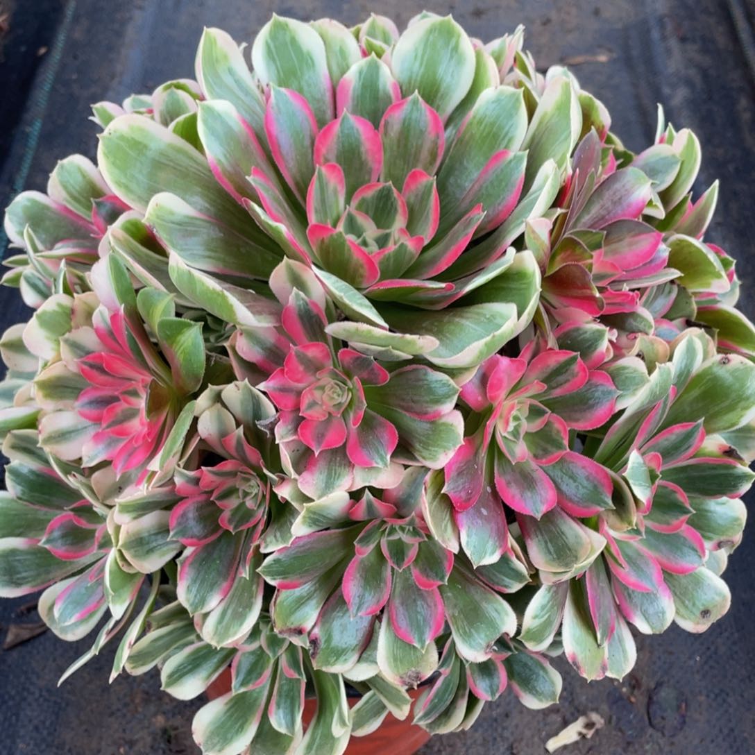 621男神精品法师老桩