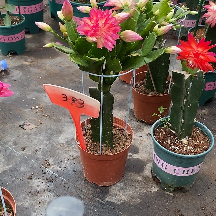 082重瓣带盆发顺风393