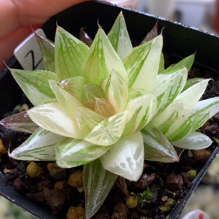 红水晶玉露锦带盆土发货