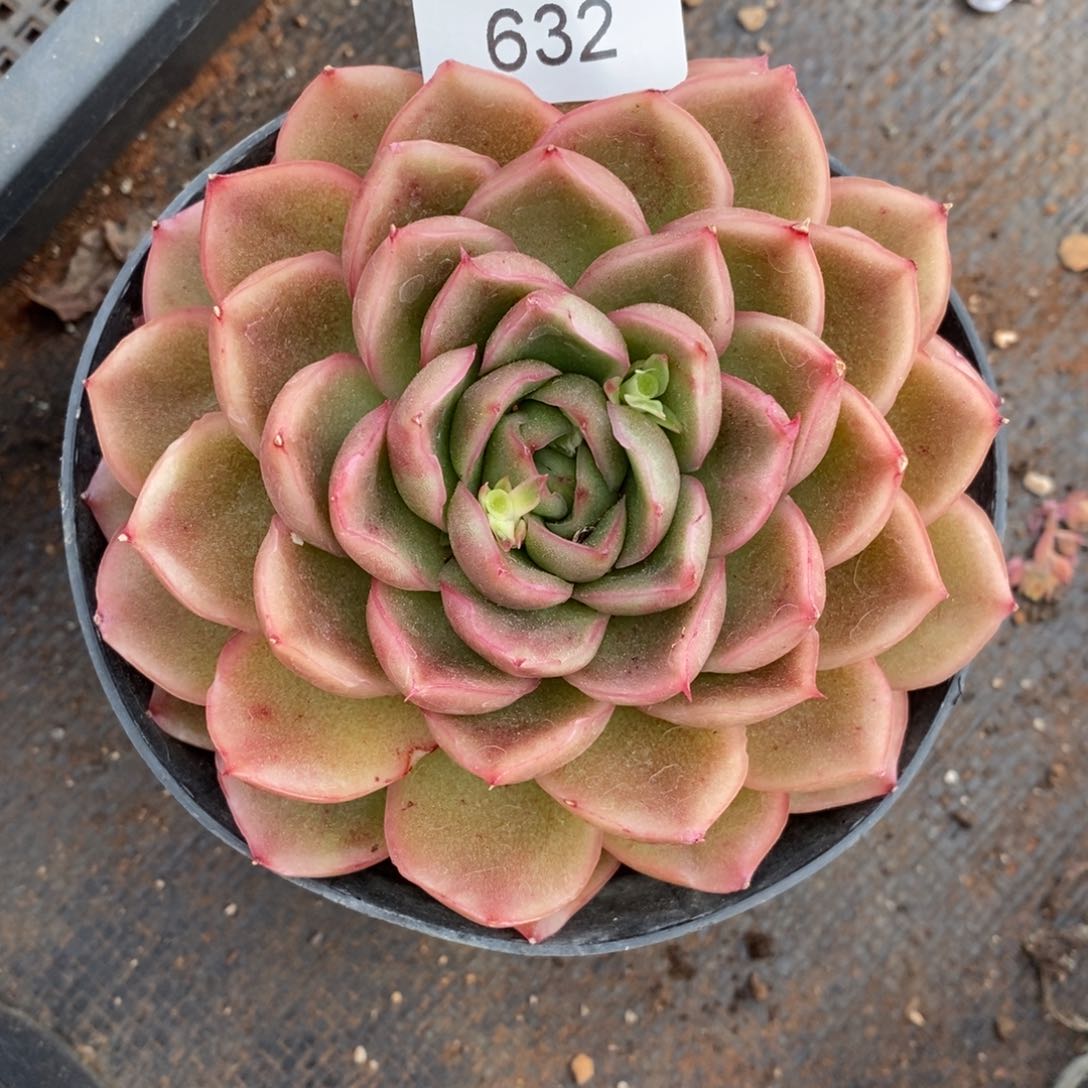 彭*虎杂交精品多肉632