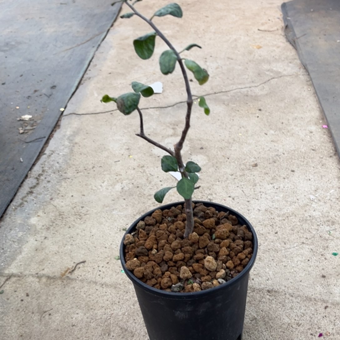 候***归舍特利1111111111111