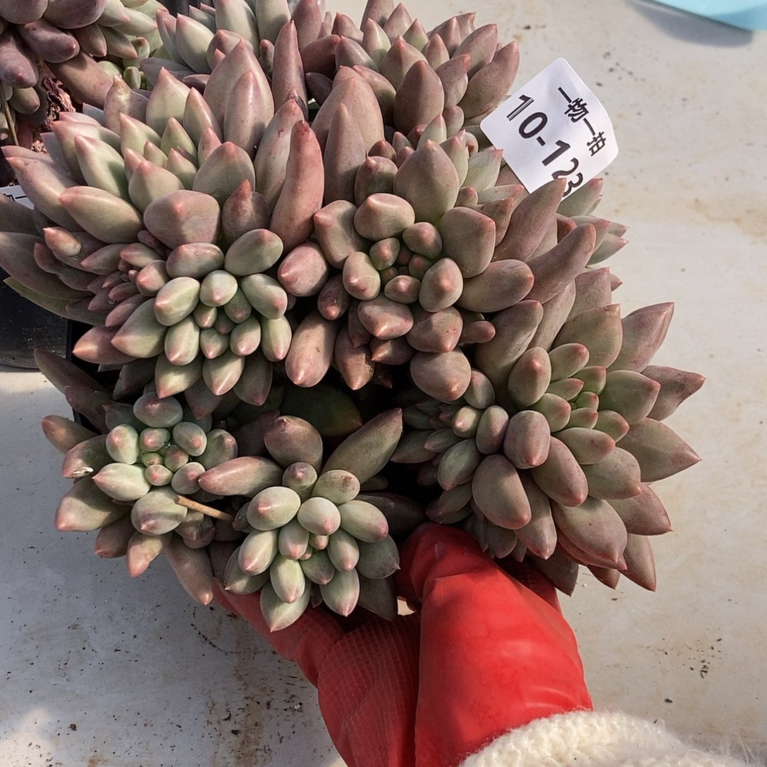 10-123 一物一拍不退不换退款拉黑