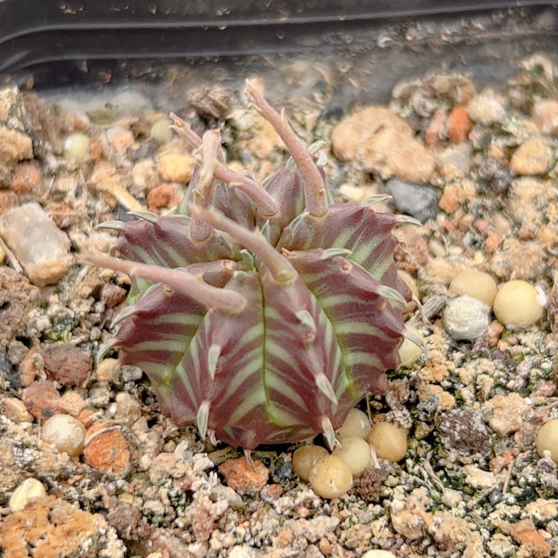 实生子播法利达