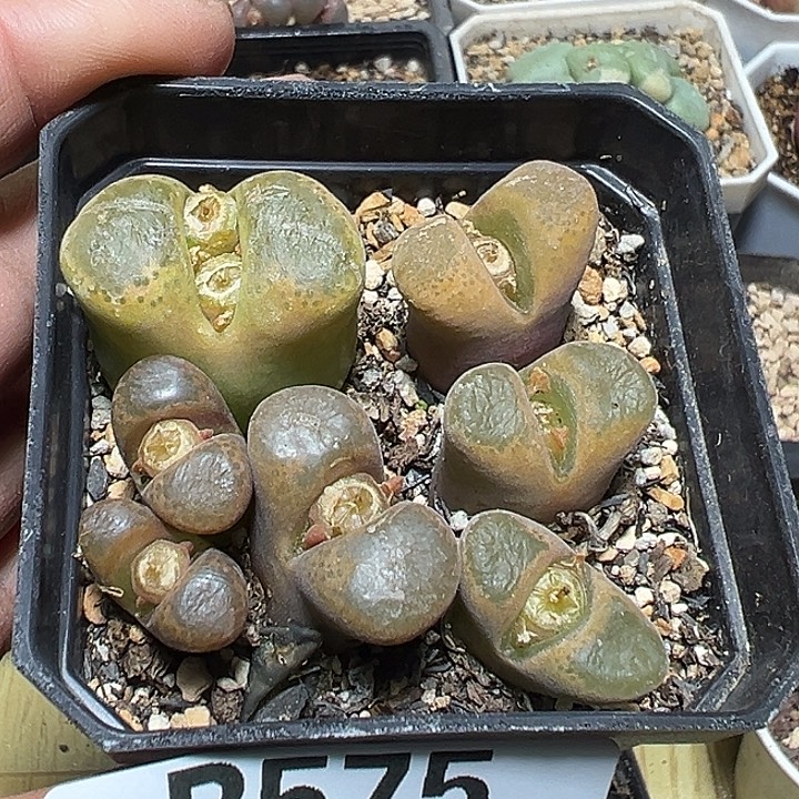 575号特价风铃多肉植物