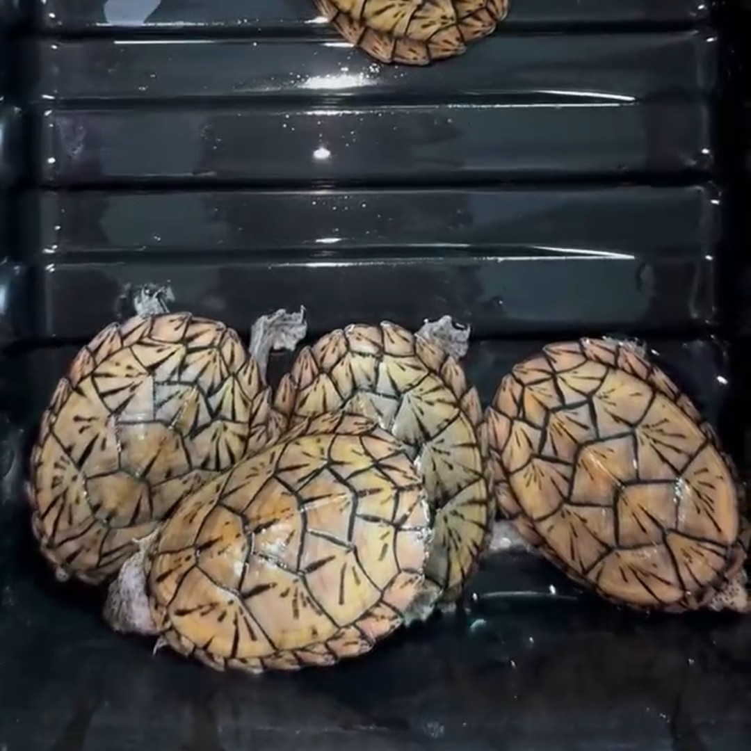 *剃刀*小乌龟只观赏宠物龟