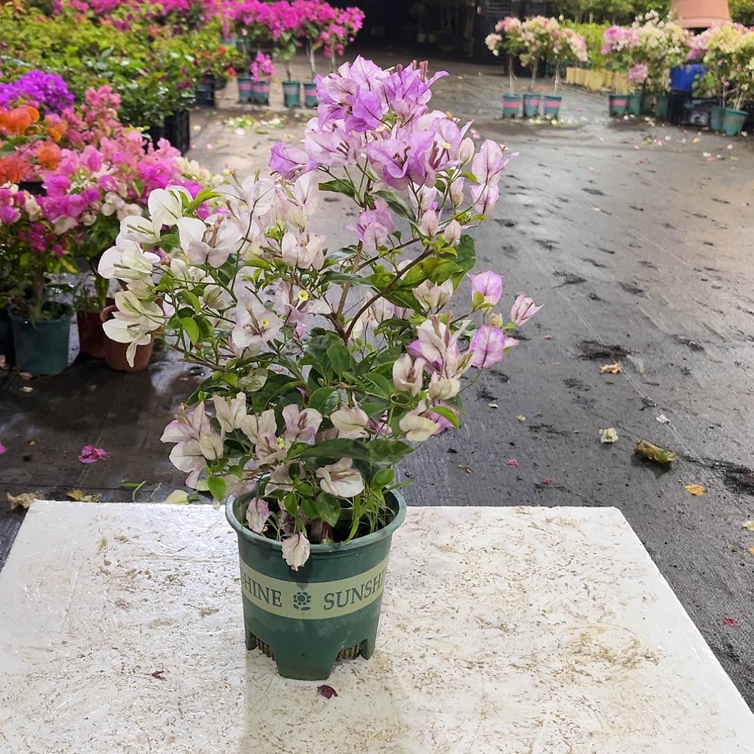 大部分花苞少量开放雪紫掌中宝一颗