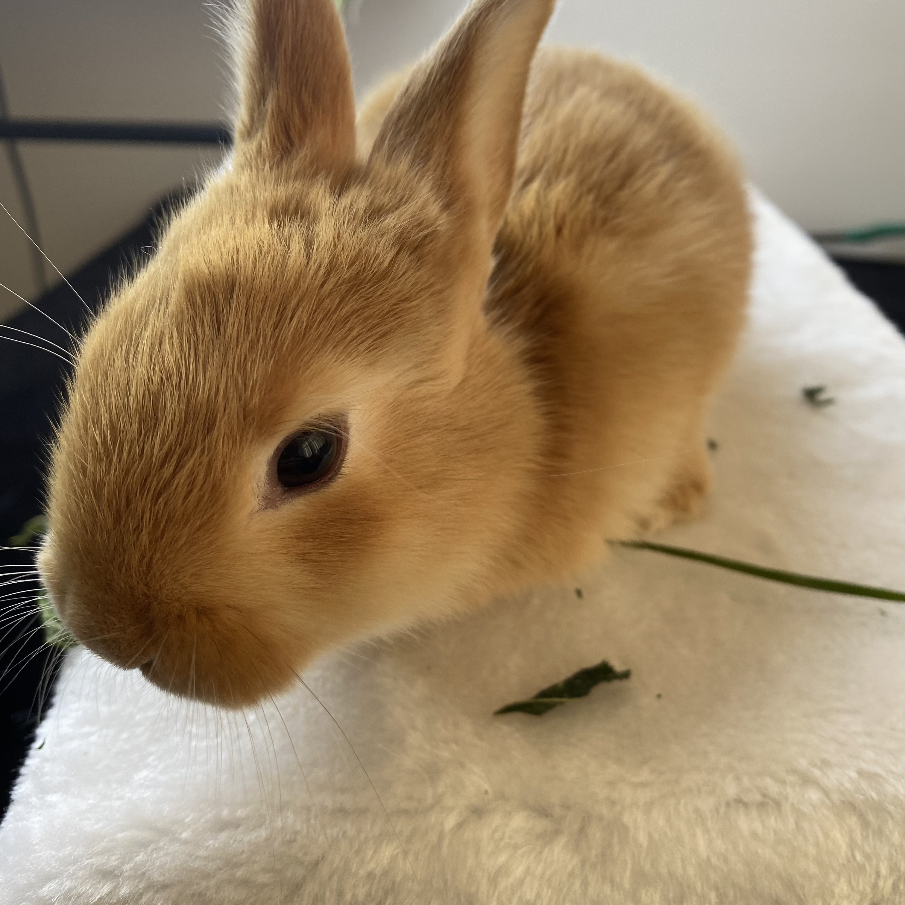 家养大型肉兔幼崽比利时兔幼崽 健康活泼 颜色可挑