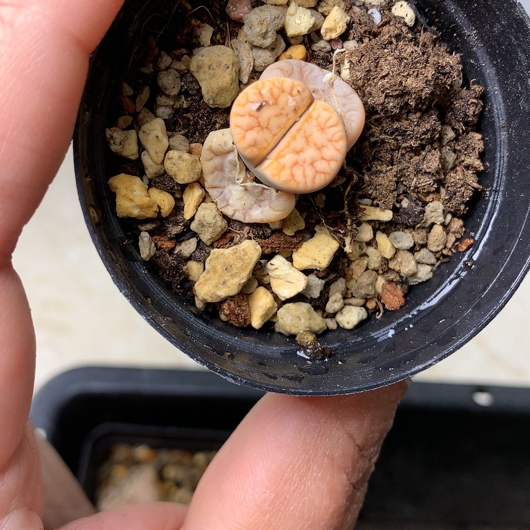 C186多肉植物保护研究所