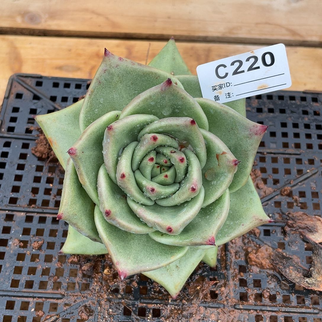 若如东云单拍C220