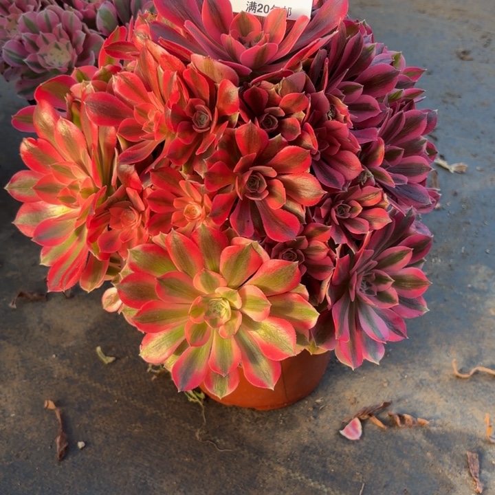 瑞妈，，。。。。686女巫，