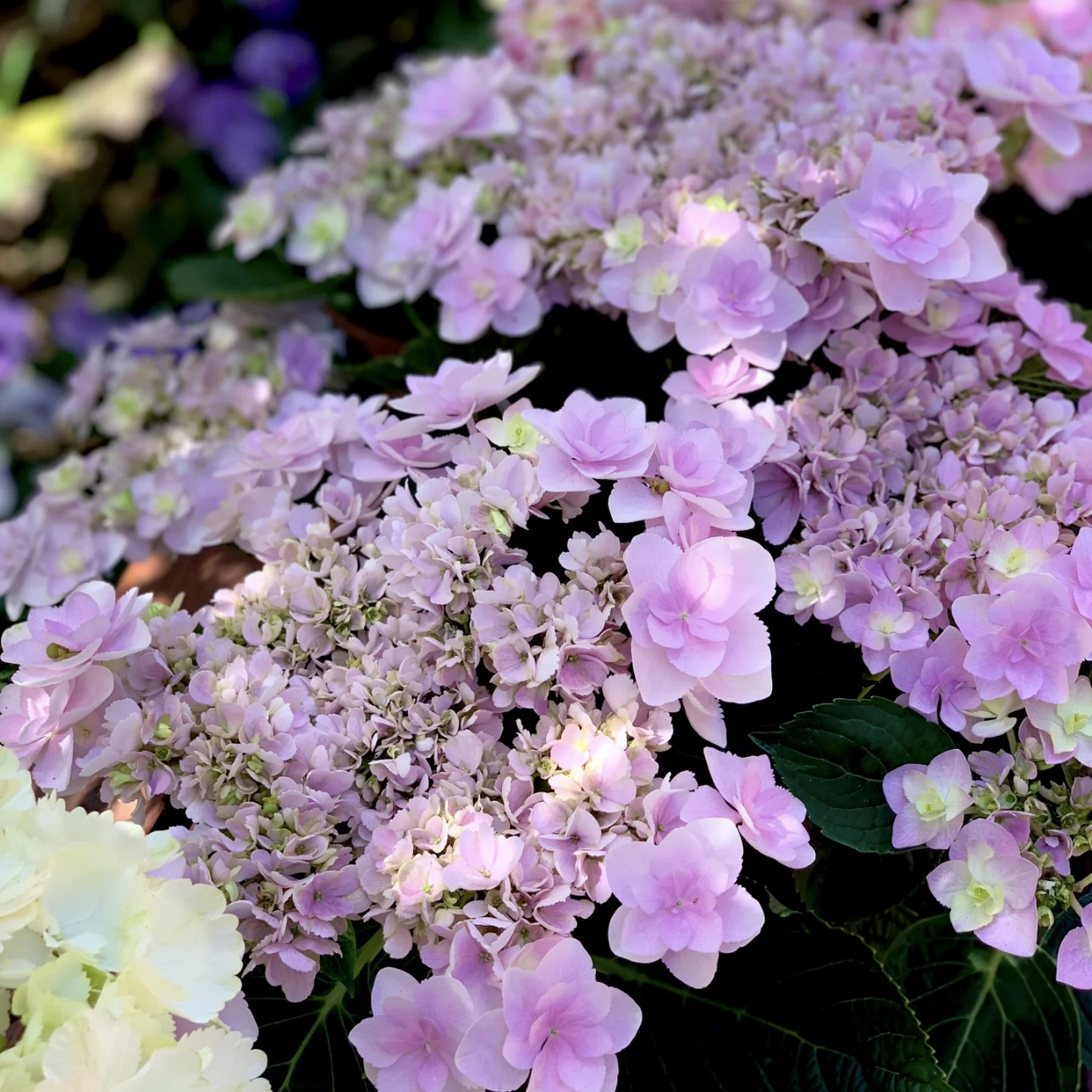 【你我的永恒】大花绣球 多季节开花多年生 花量大庭院阳台易养护