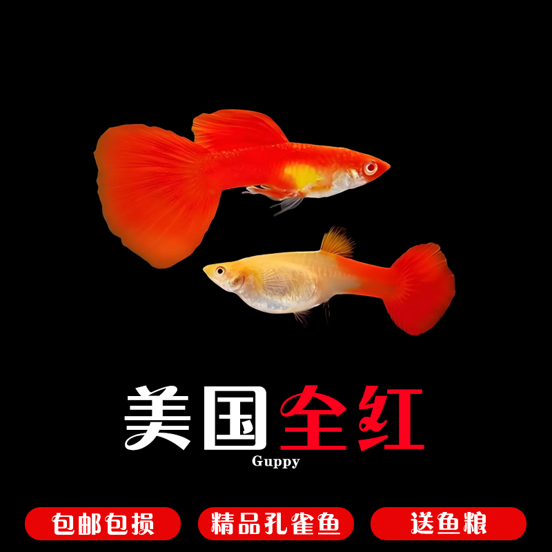 美国全红孔雀鱼2-3厘米小型热带淡水观赏鱼好养耐活