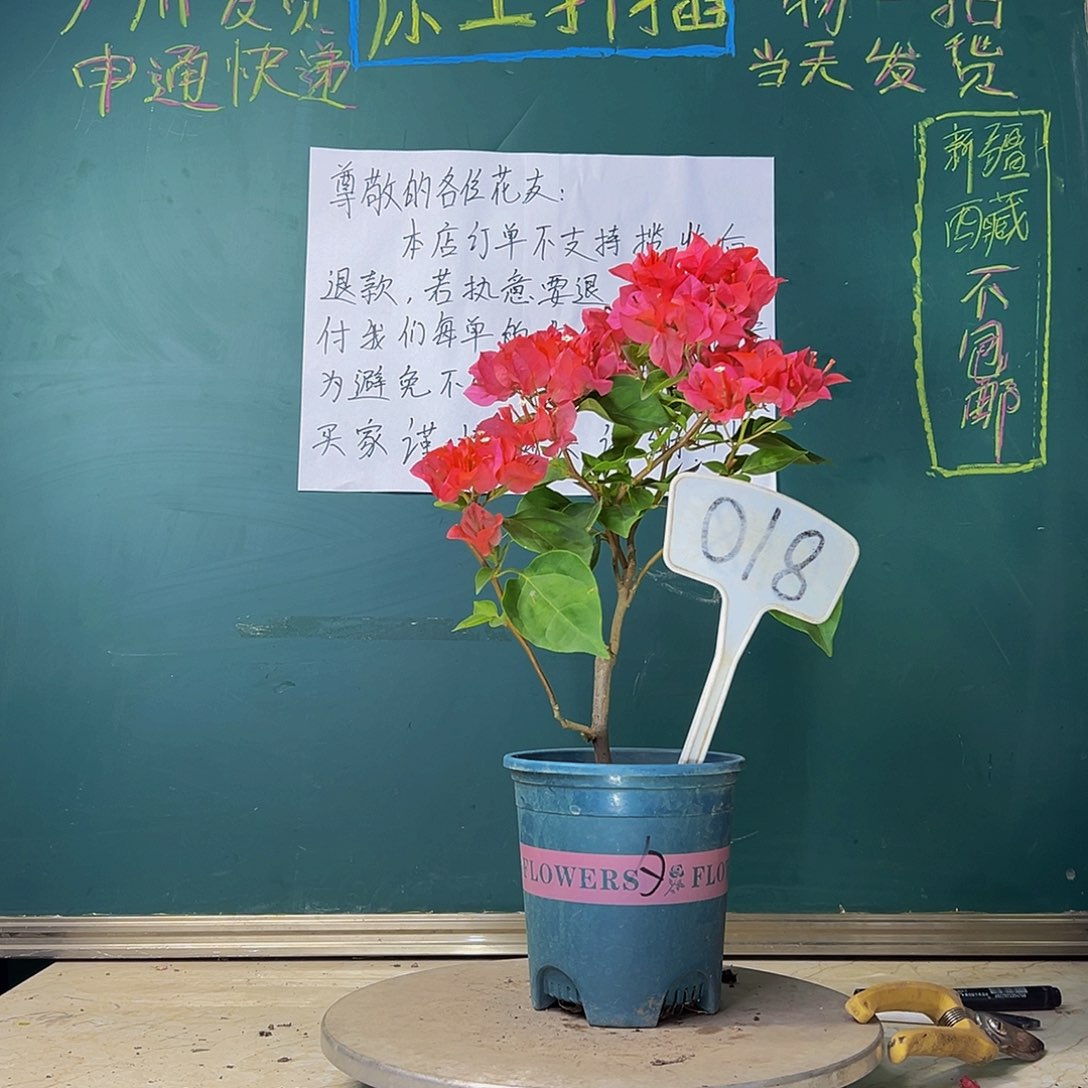 当前无花栽培后可以开花暗斑夕阳红 018