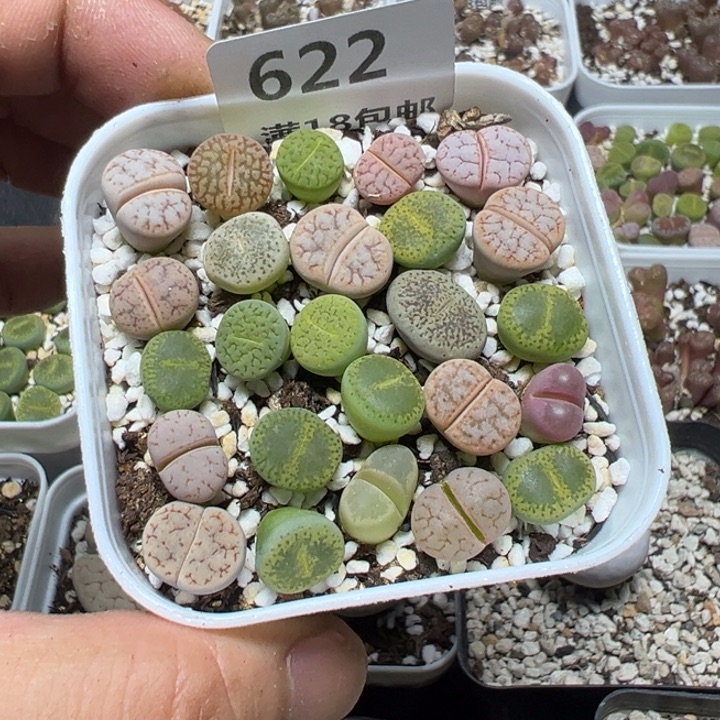 【闪购商品】 622。      