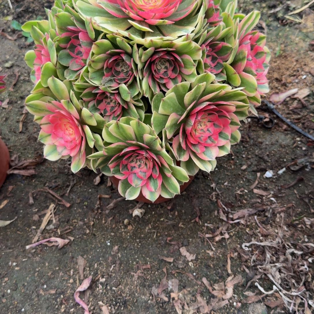 622荔枝变异。多肉植物