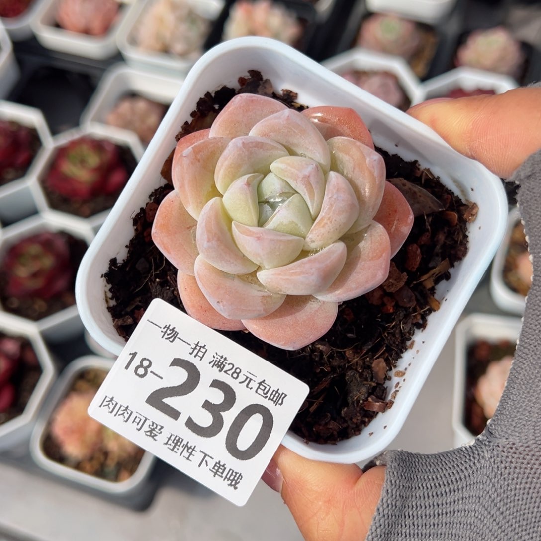 冰玉，多肉多肉多肉多肉