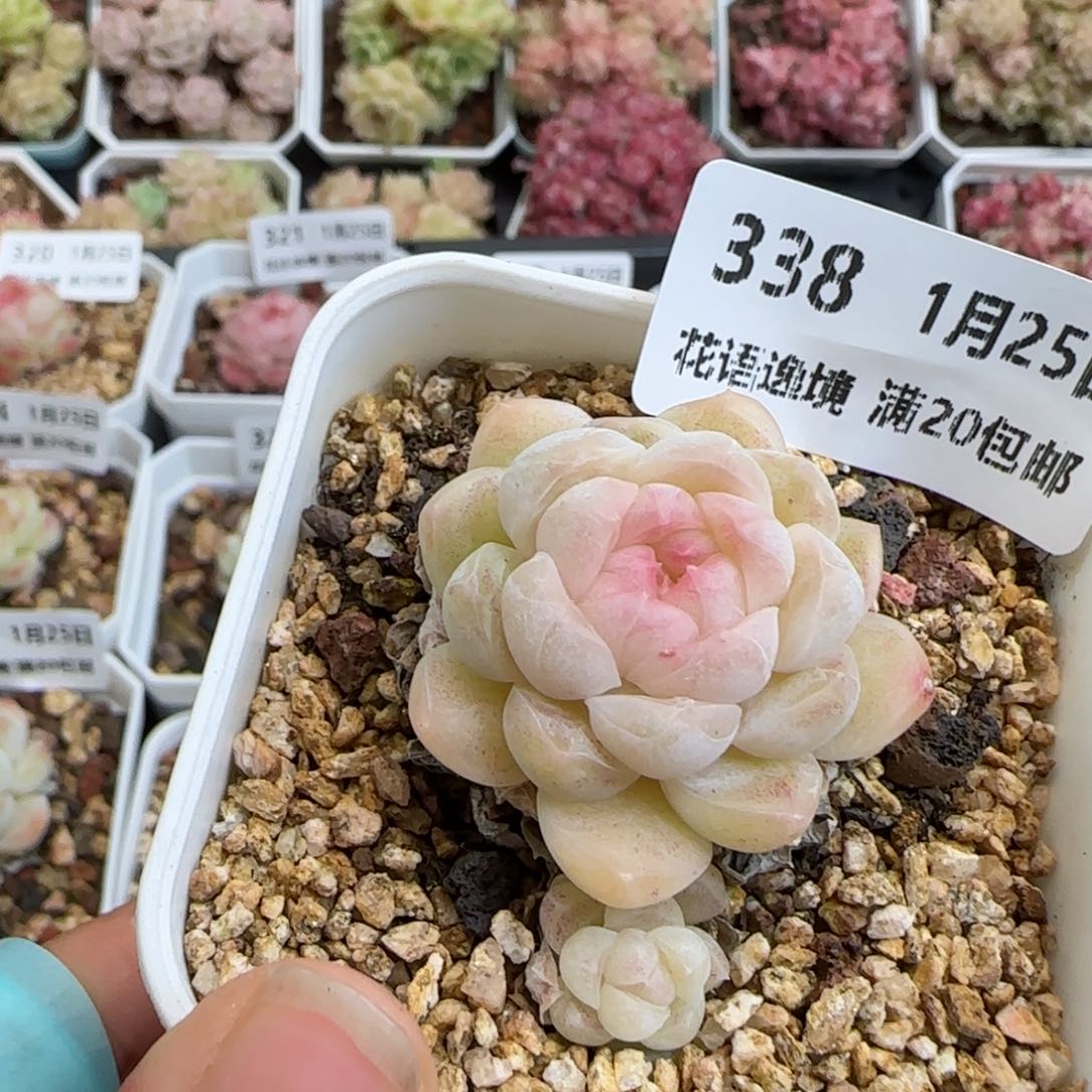 花语逸镜0125-338