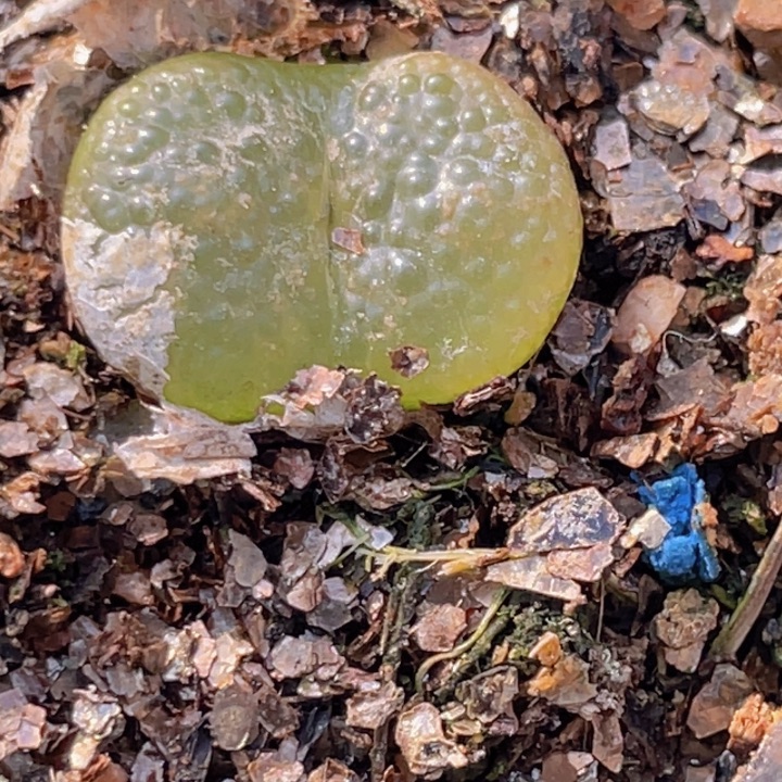 4885565565556555555555