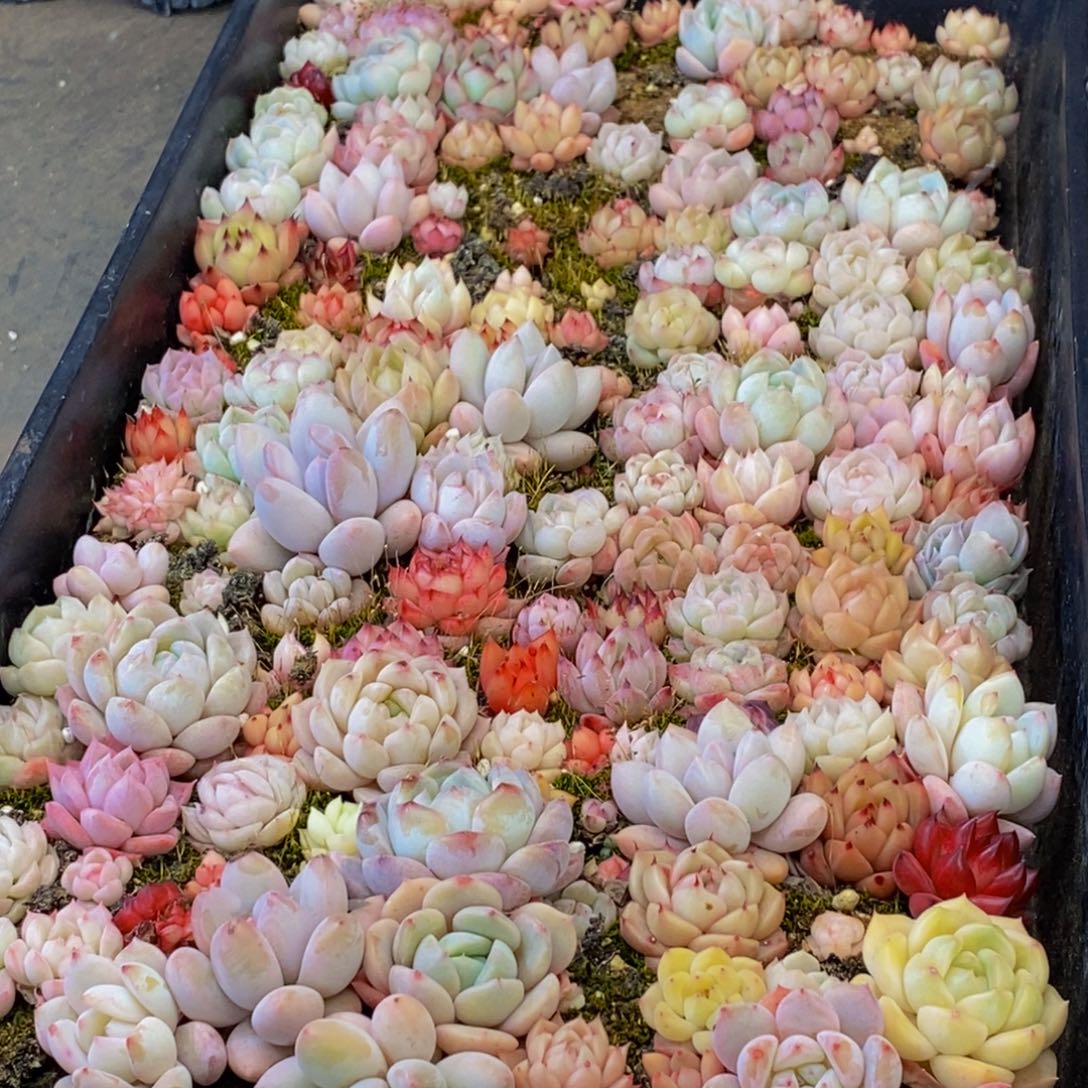 281多肉植物保护研究所所长的介绍