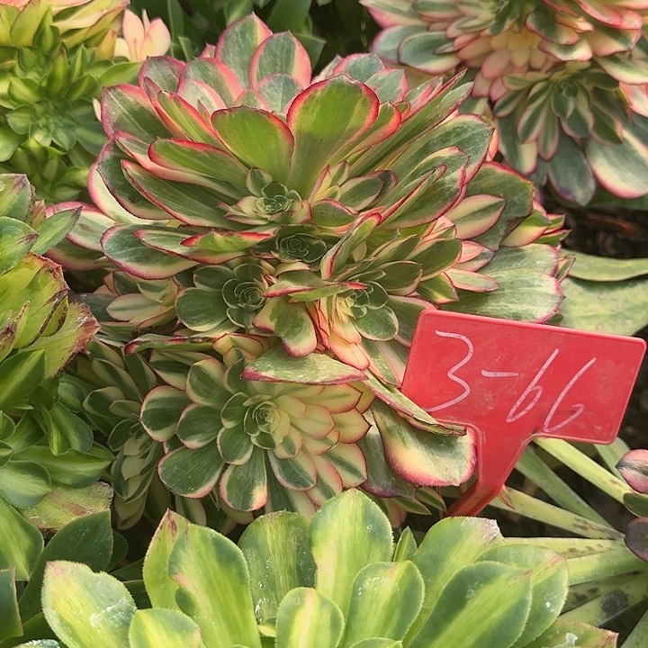 3-66黑魔锦多肉法师