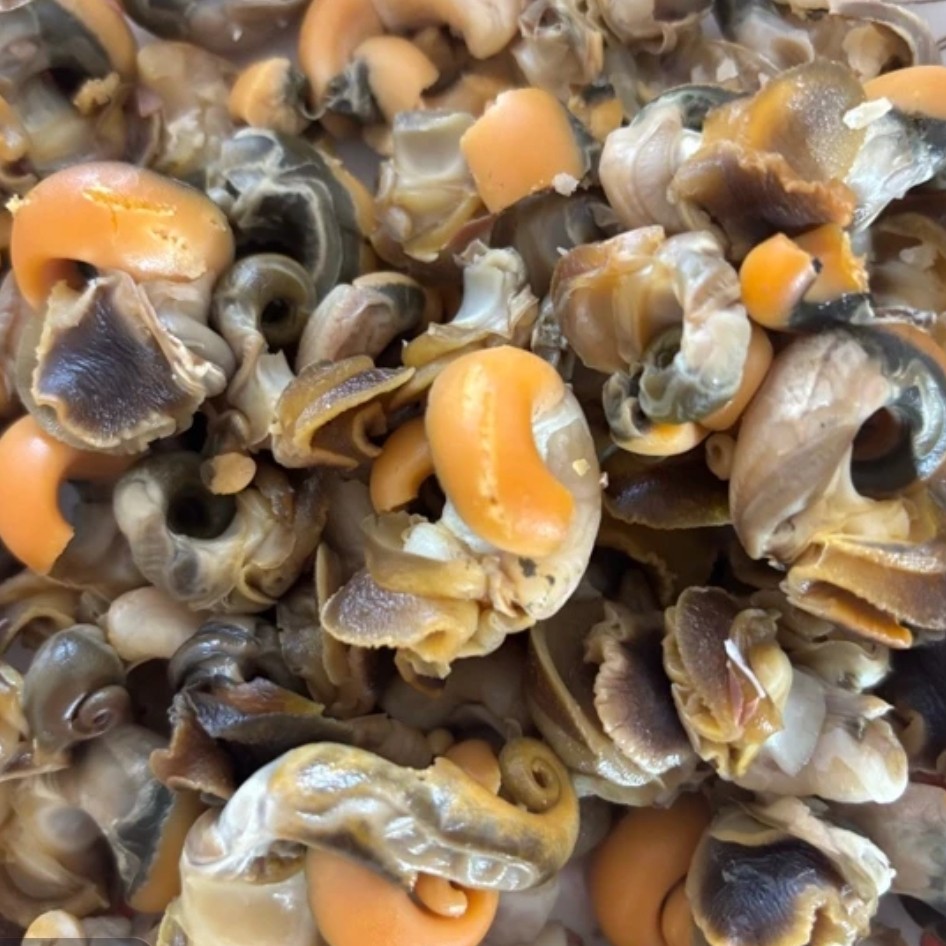 野生红腚螺（营口香螺）大号（1斤）