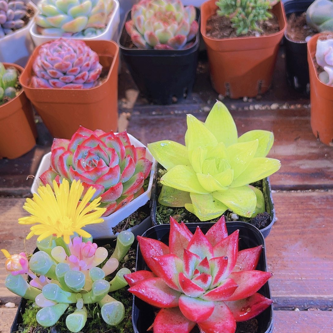 黄金雨露➕罗卡家侧影➕五十锦