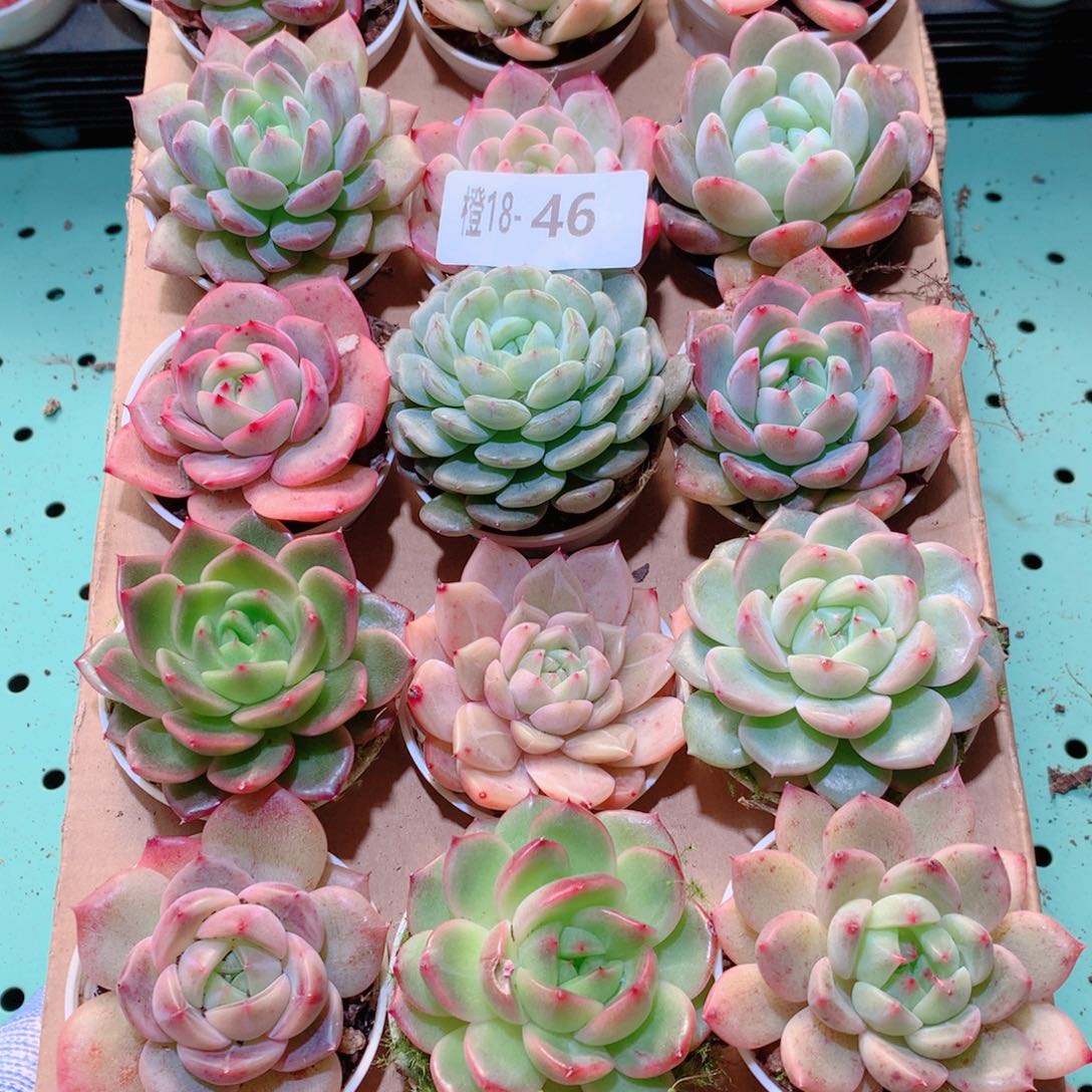 18-46一物一拍多肉带盆18颗