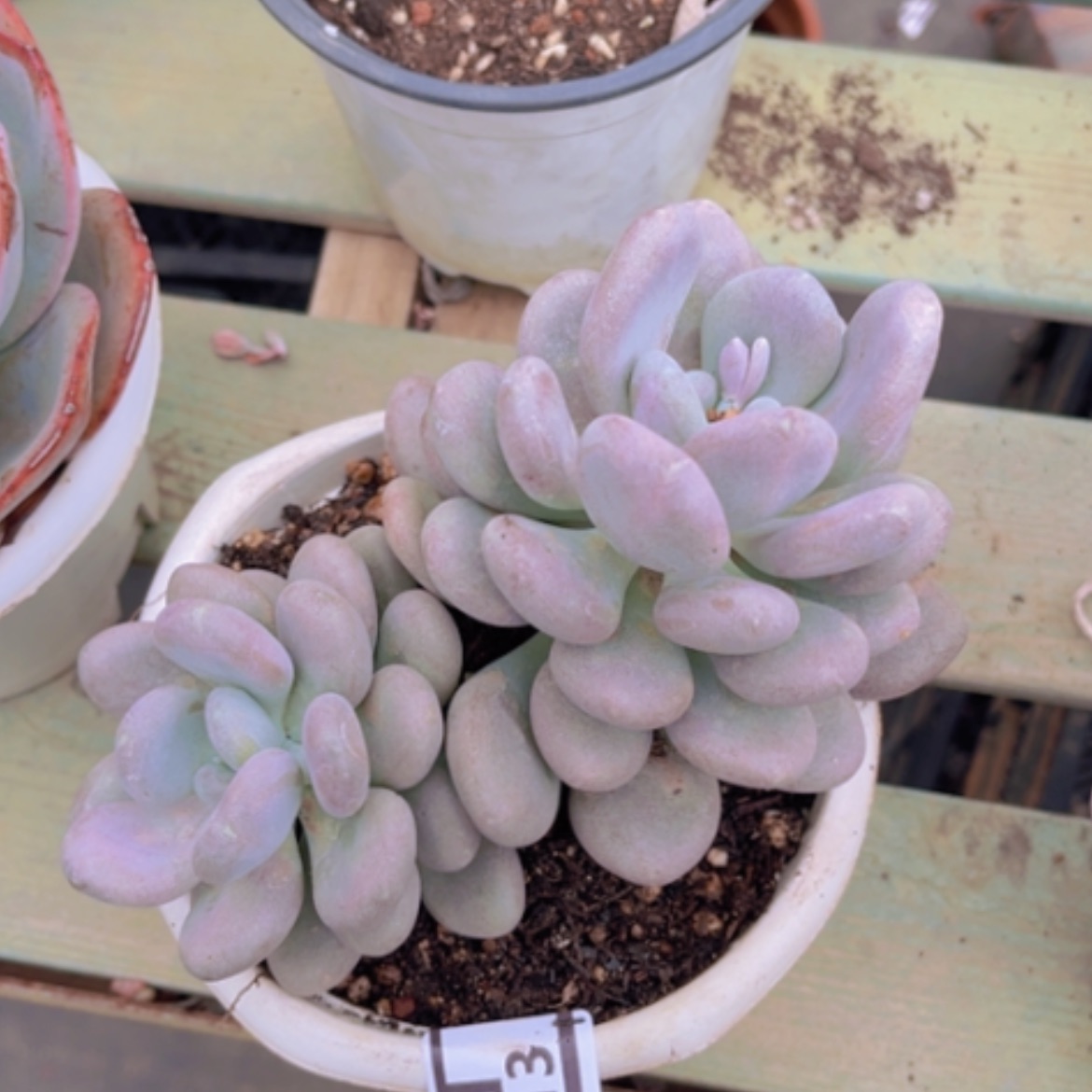 【闪购商品】月美人28113