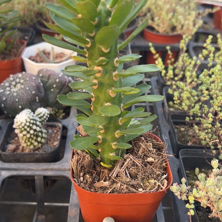 无刺霸王鞭，一物一拍带盆