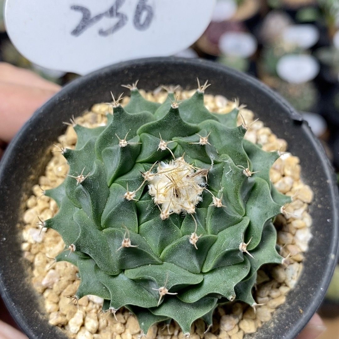 236号实生帝冠5cm