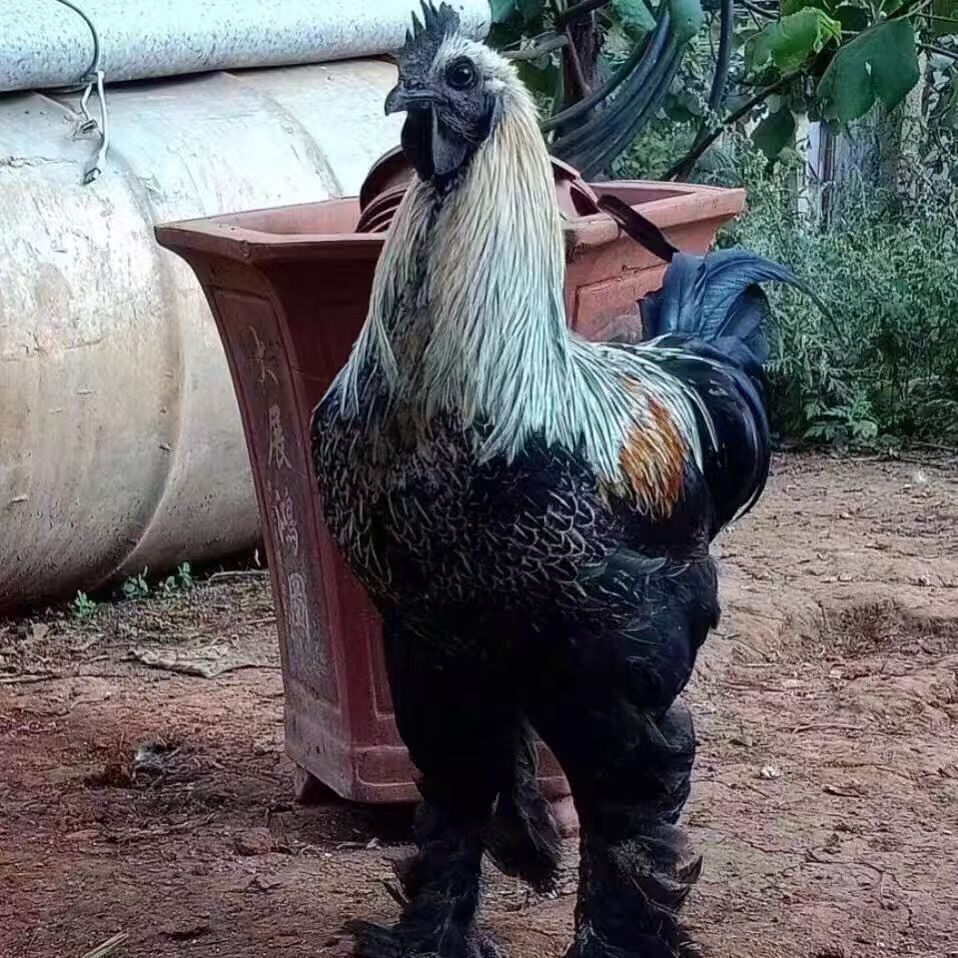 【无量山乌骨鸡】4只黑肉黑皮黑内脏整鸡发货