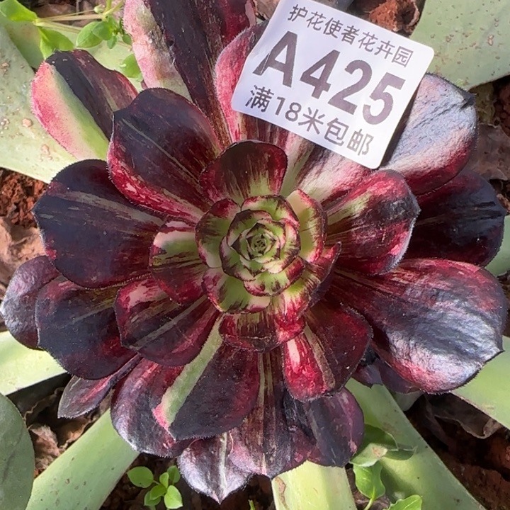 多肉法师伯爵朵朵