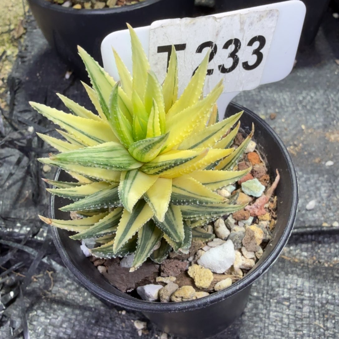 福利古迪锦脱土发