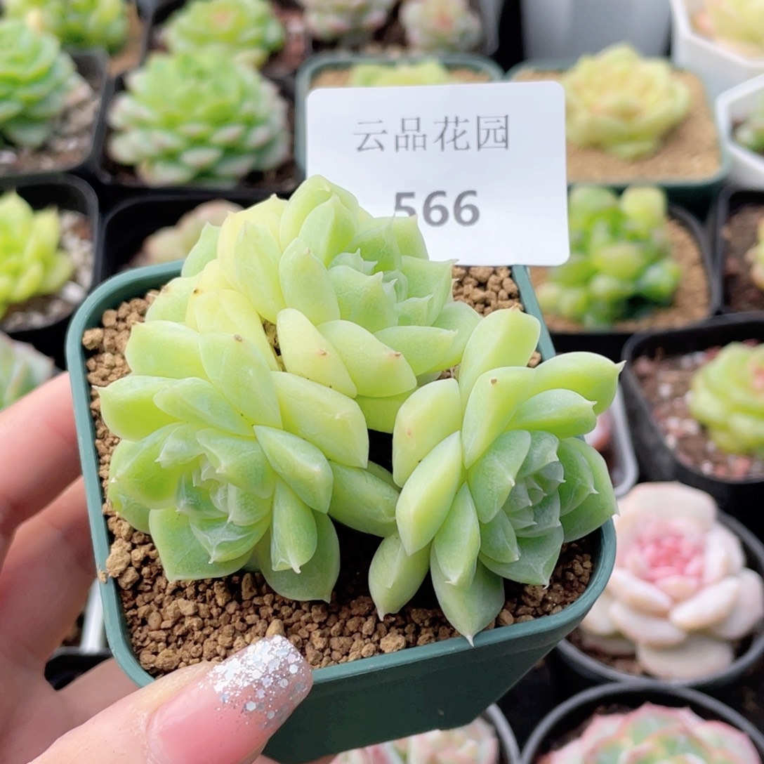 雪***娘566号糖心冰心珍妮 梨花白