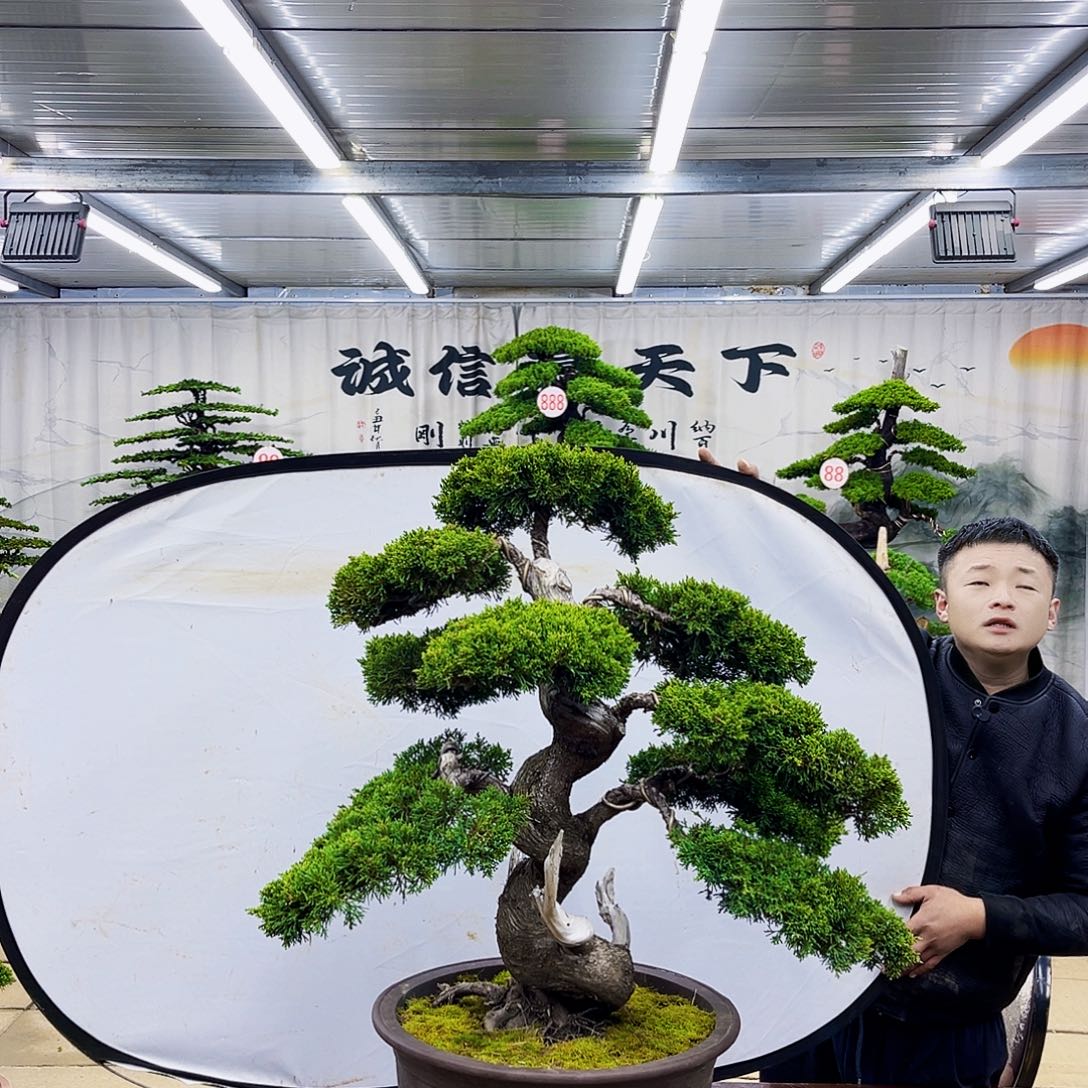 完全开放松柏盆景大放漏