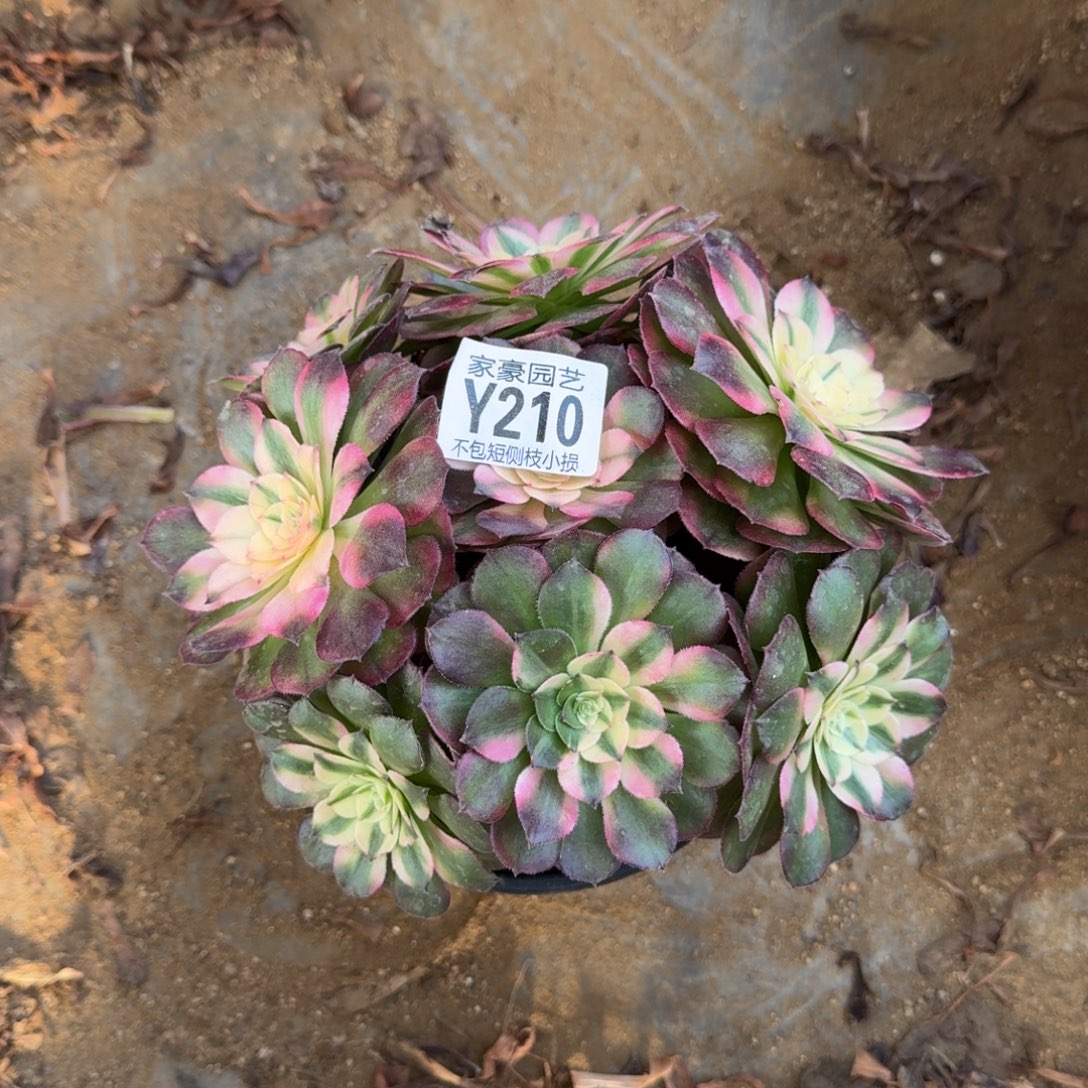 210荔枝官服20左右2