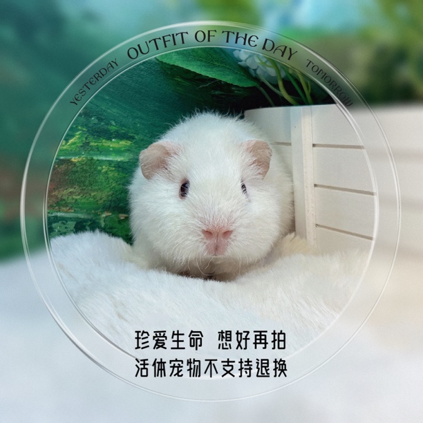 美泰弟弟 荷兰猪 豚鼠 包邮包风险  宠物实拍图