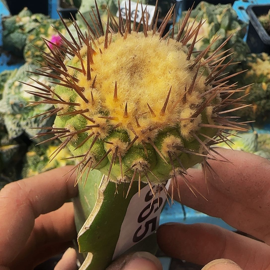 孤龙365仙人球开花