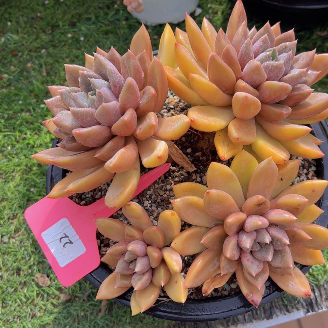 香玉的故事是一个人的故事