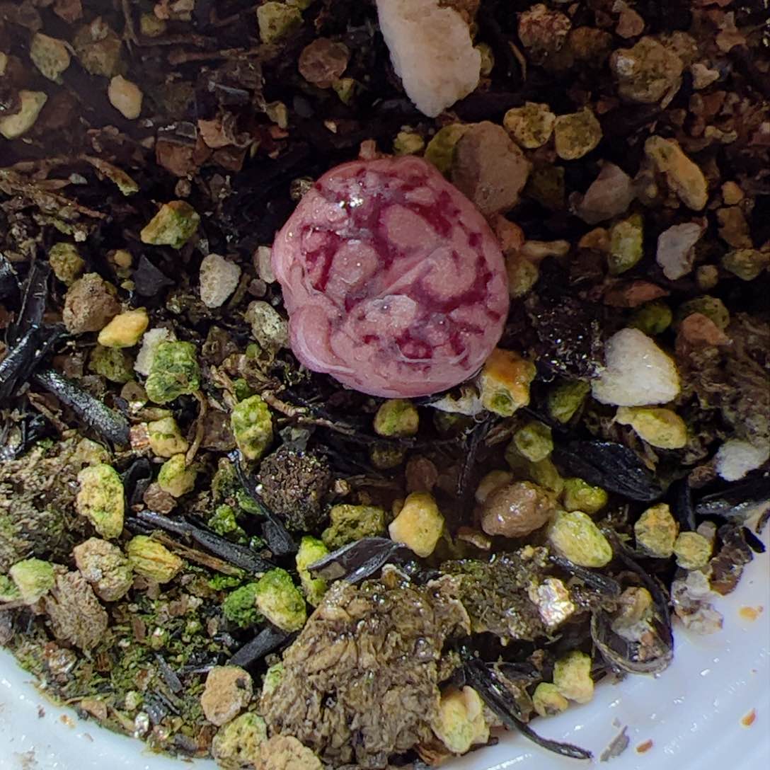 【闪购商品】342 变异