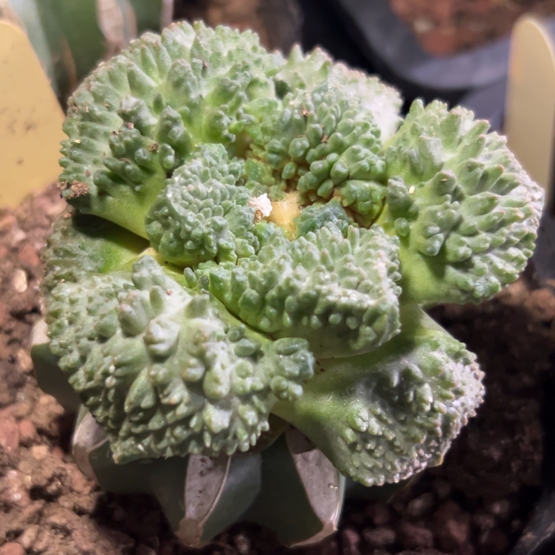 492 哥怒 仙人球的世界杯