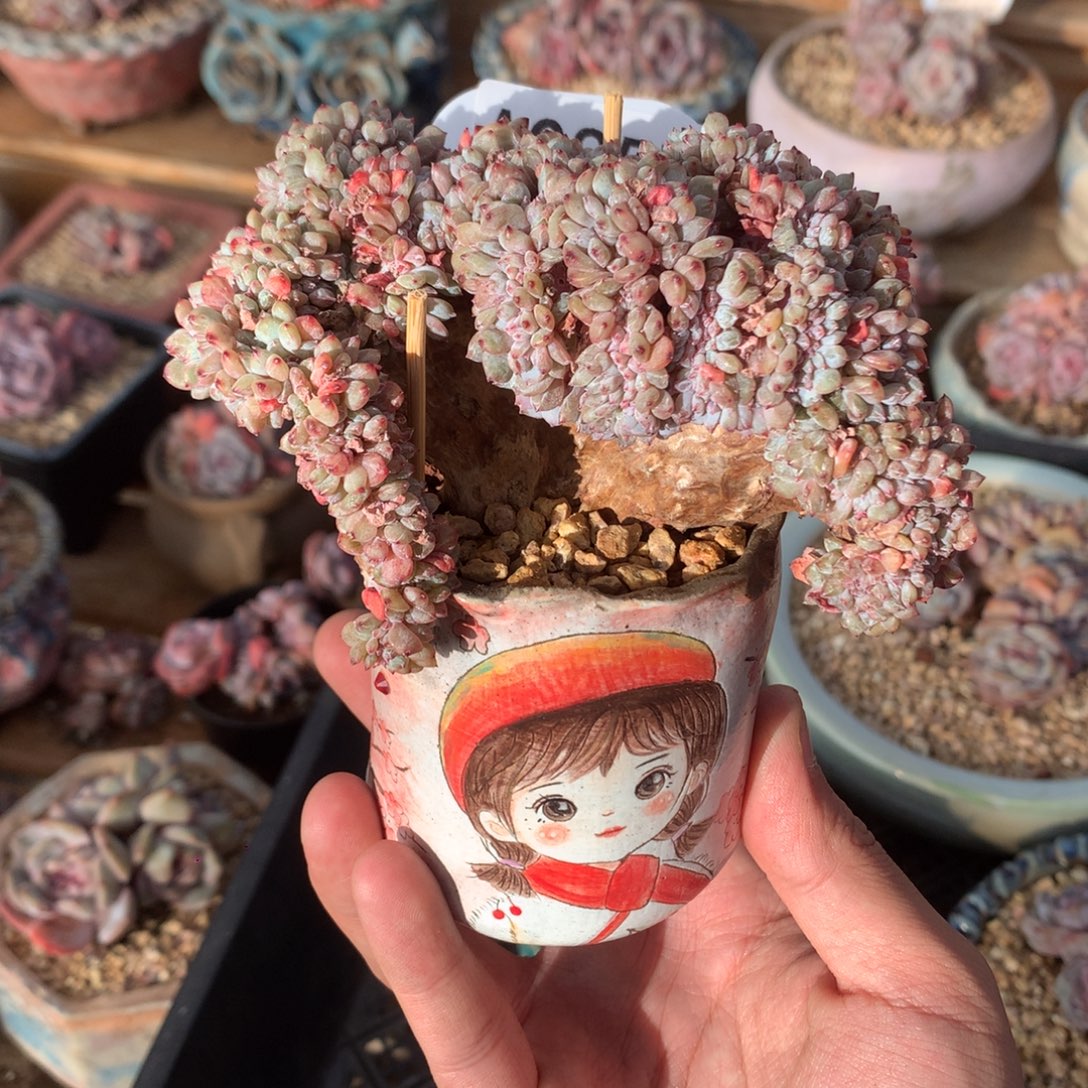 A0857 星影树板缀 11cm