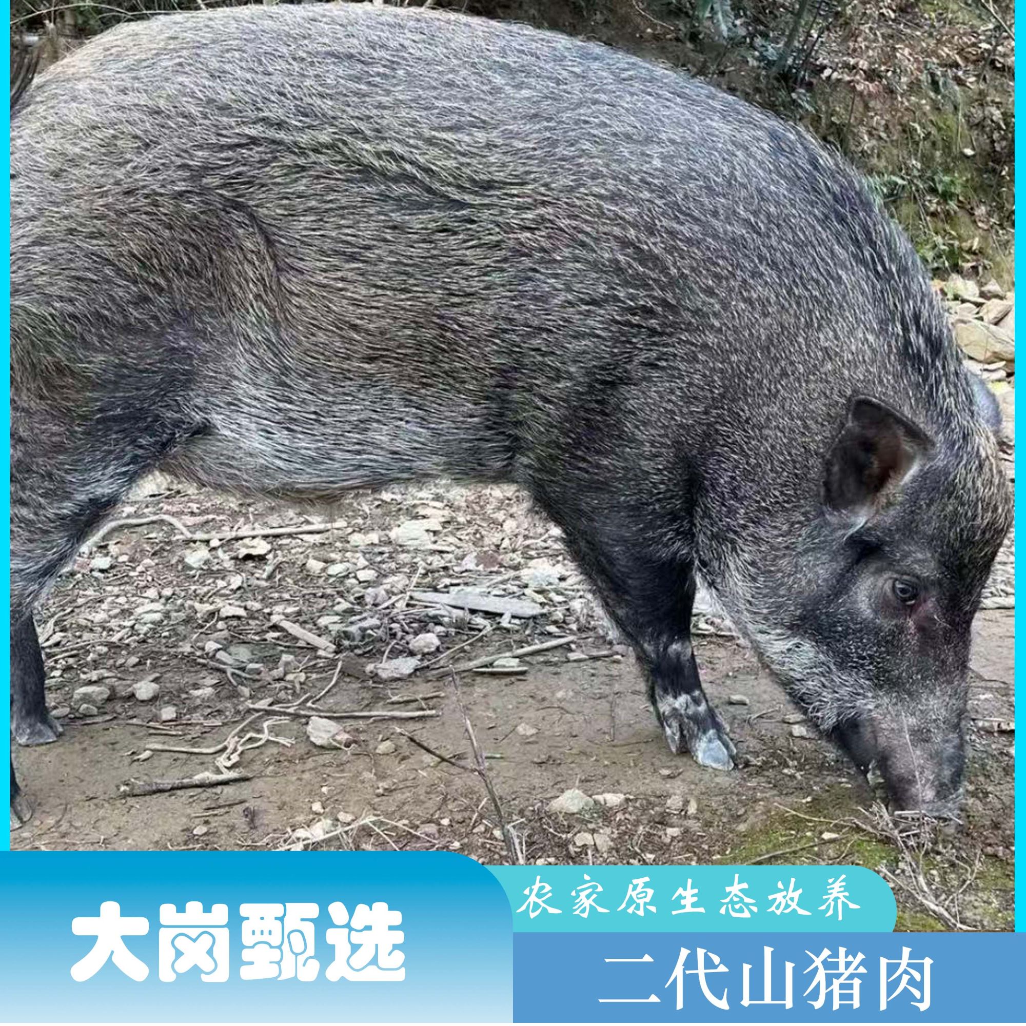 【山猪纯梅花肉】5斤净重链接 顺丰冷链包邮。