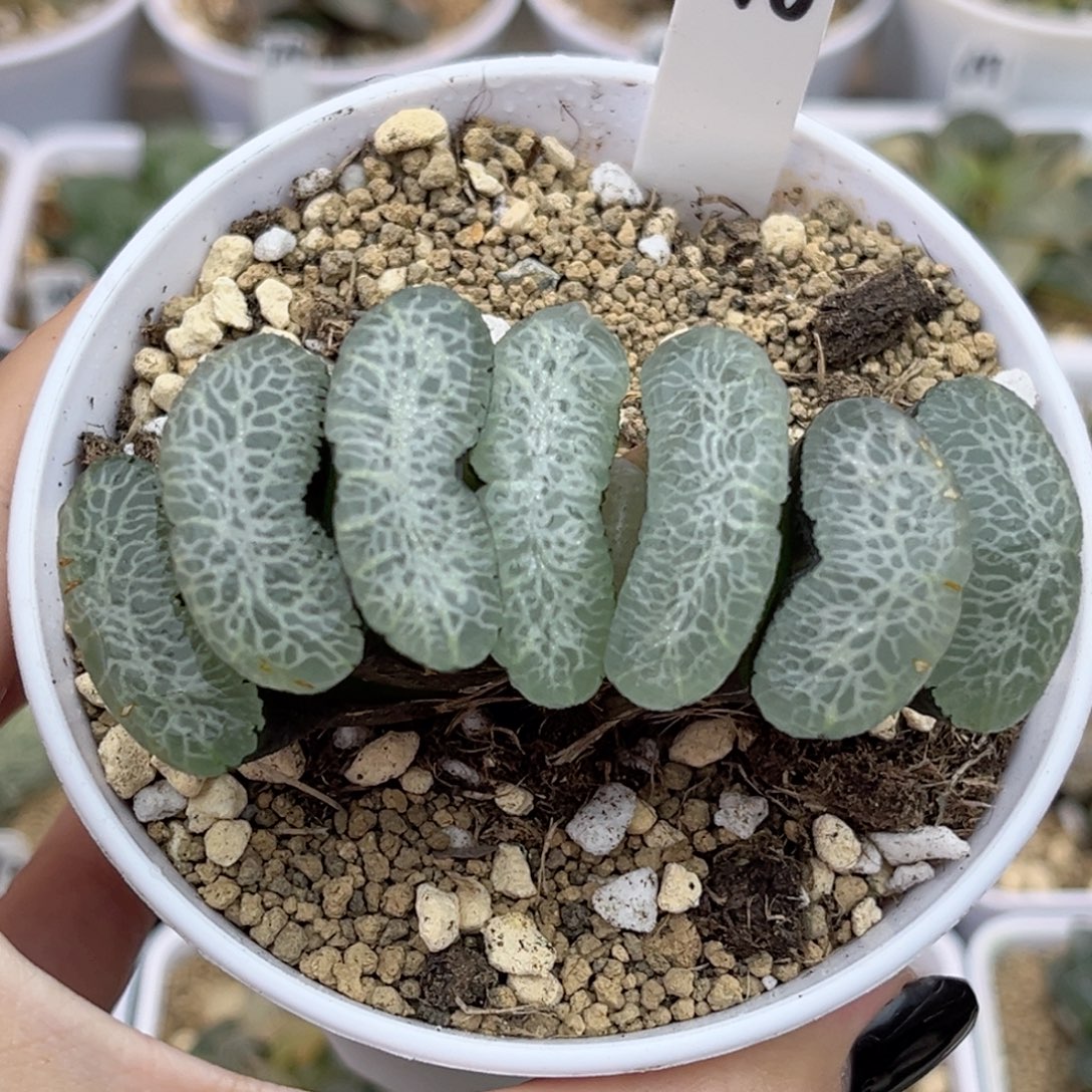 46终极蓝玉扇福利专场